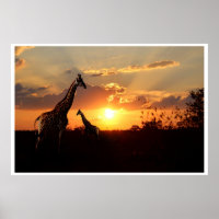 jirafas posters en un atardecer africano