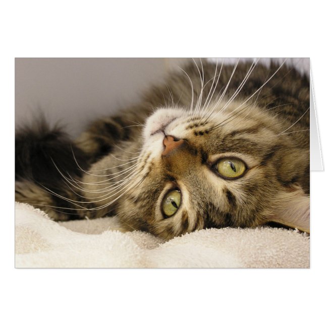 Jody (Anverso (Horizontal))