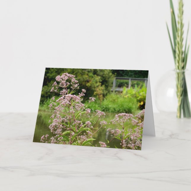 Joe Pye florece la tarjeta de nota (Anverso)