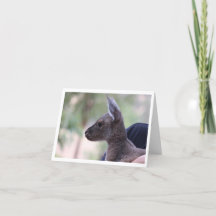 Joey Love - Tarjeta de cumpleaños para niños