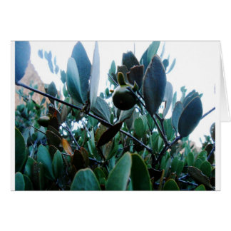 Jojoba