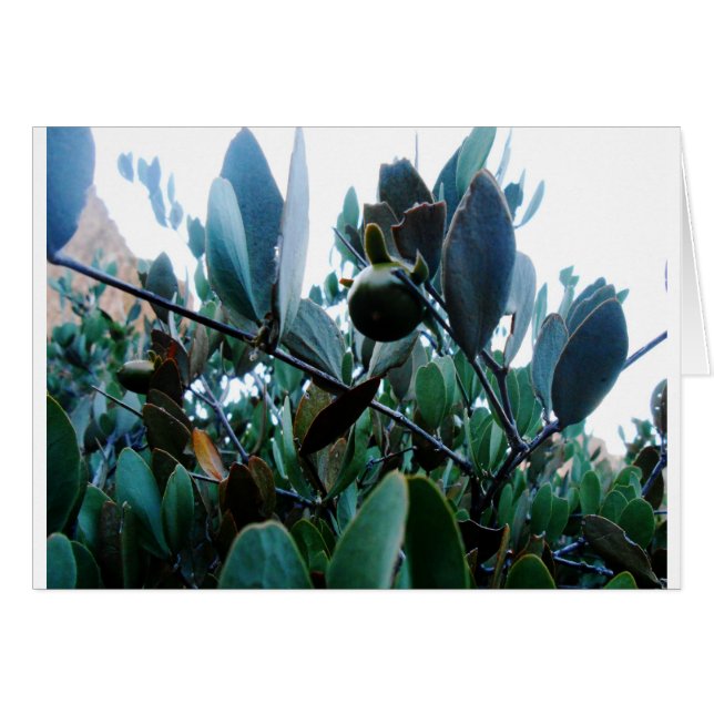 Jojoba (Anverso (Horizontal))