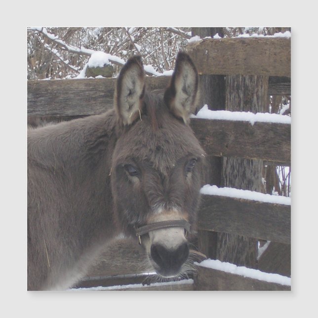 Jonathan Magnet (Anverso)