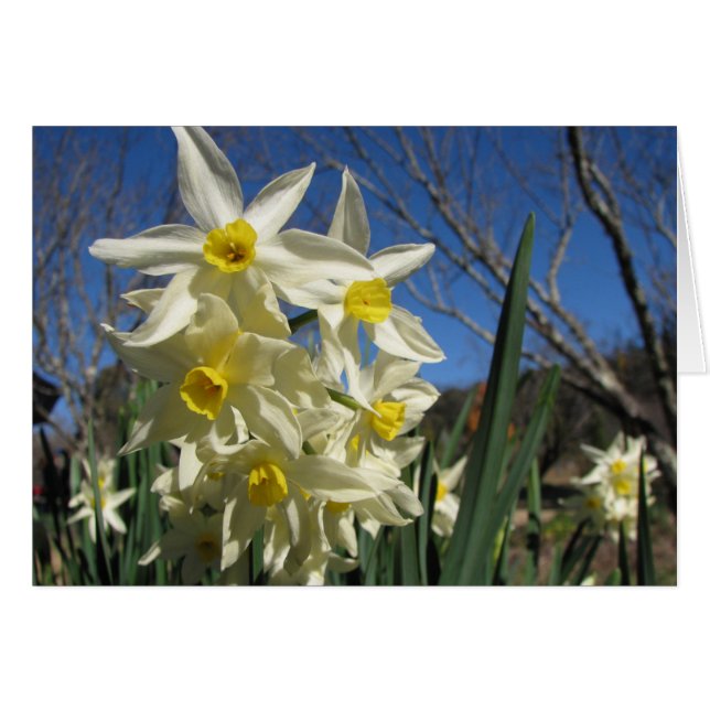 Jonquils (Anverso (Horizontal))