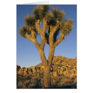Joshua Tree, Yucca brevifolia), y granito