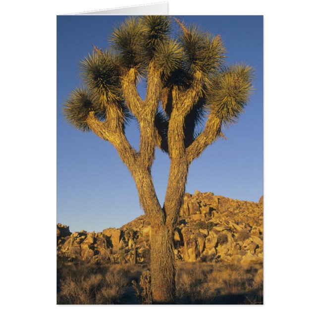 Joshua Tree, Yucca brevifolia), y granito (Frente)