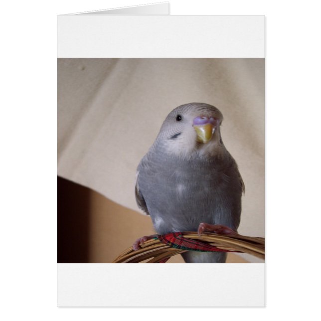 joven almohada de budgie azul (Frente)