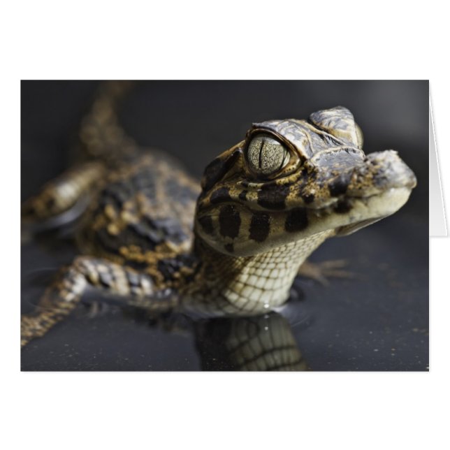 Joven caimán en el agua con reflexión (Anverso (Horizontal))