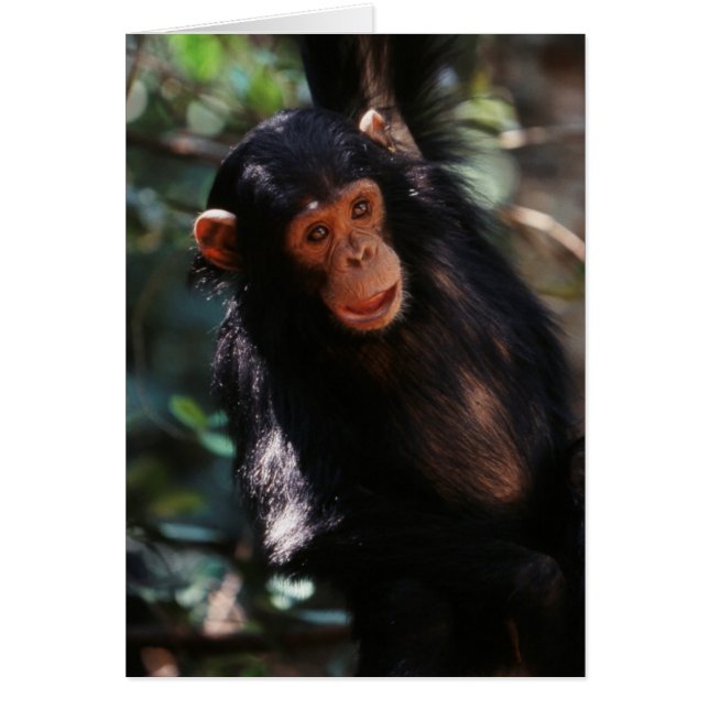 Joven chimpancé (Frente)