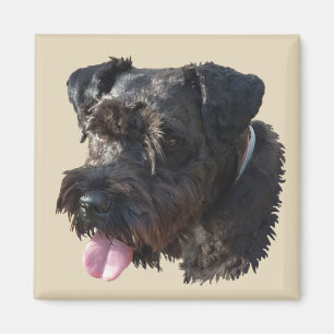 Joven el Schnauzer, imán