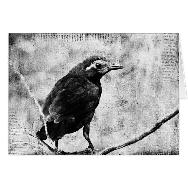 Joven Grackle, Día del Padre (Anverso (Horizontal))