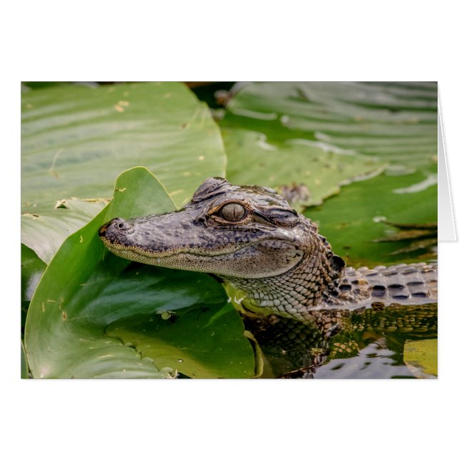 Joven lagarto (Anverso (Horizontal))