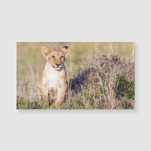 Joven león (Anverso)