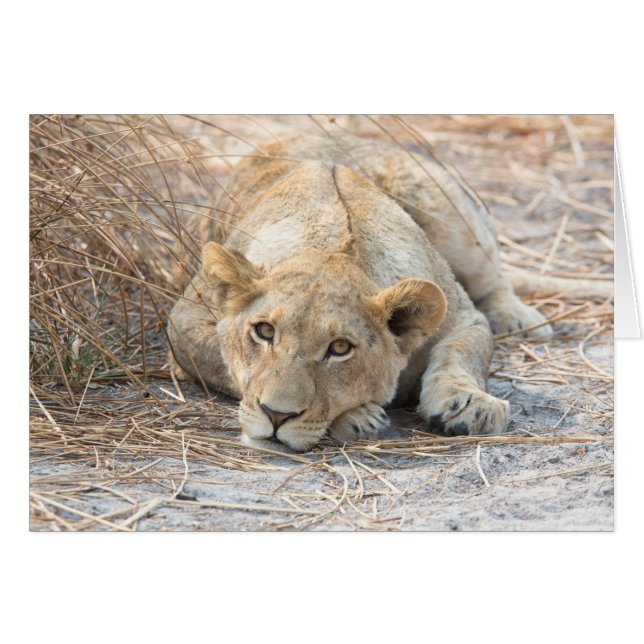 Joven león (Anverso (Horizontal))