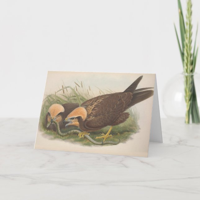 Joven Marsh Harrier Bird_GC - Tarjeta de nota en b (Anverso)