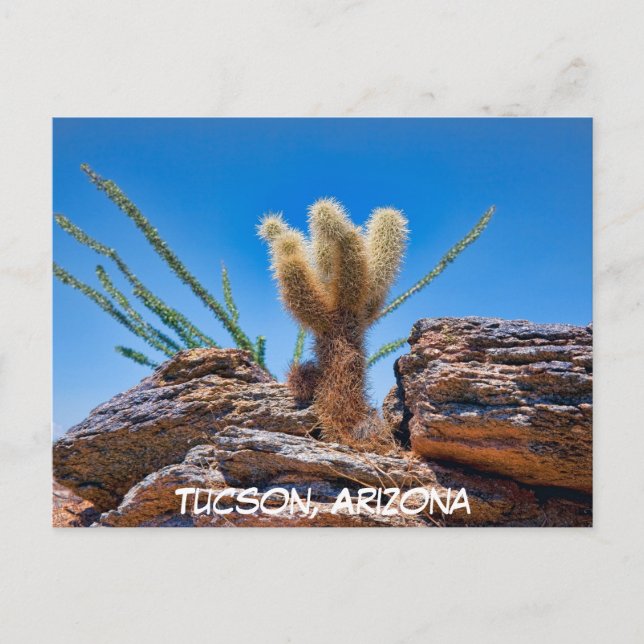 Joven Oso de Oso Cholla Cactus, tarjeta postal de  (Anverso)
