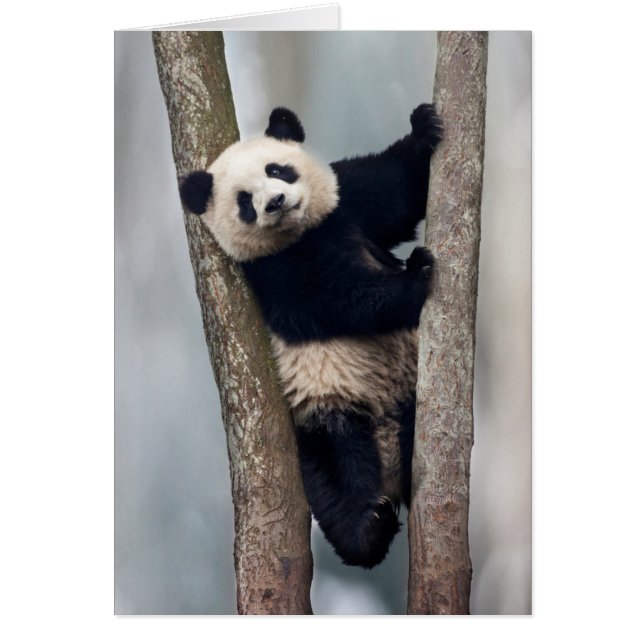 Joven panda subiendo a un árbol, China (Frente)