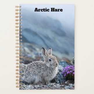 Joven Planificador de Liebre Ártica