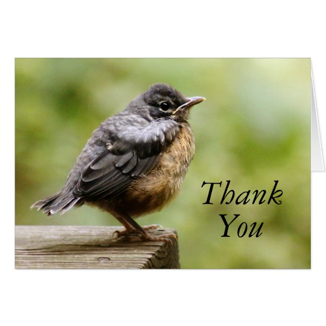 Joven Robin (Anverso (Horizontal))