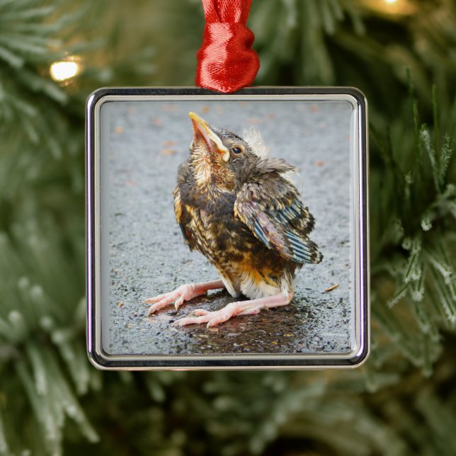 Joven Robin Buscando a Ornamento (Árbol)