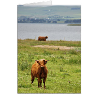 Joven vaca Highland por Loch escocés