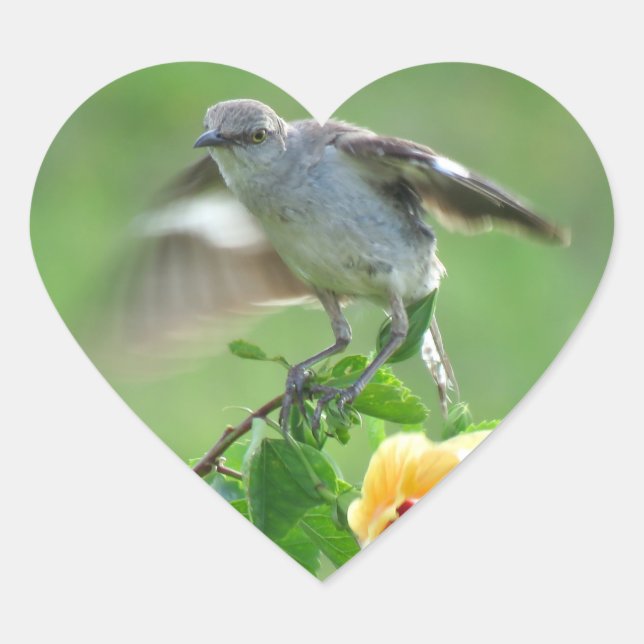 Jóvenes Pegatinas de Mockingbird (Anverso)