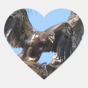 Jóvenes Pegatinas del águila calva de Florida