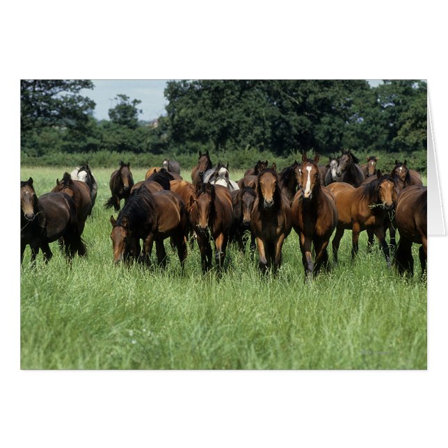 Jóvenes toscados (Anverso (Horizontal))