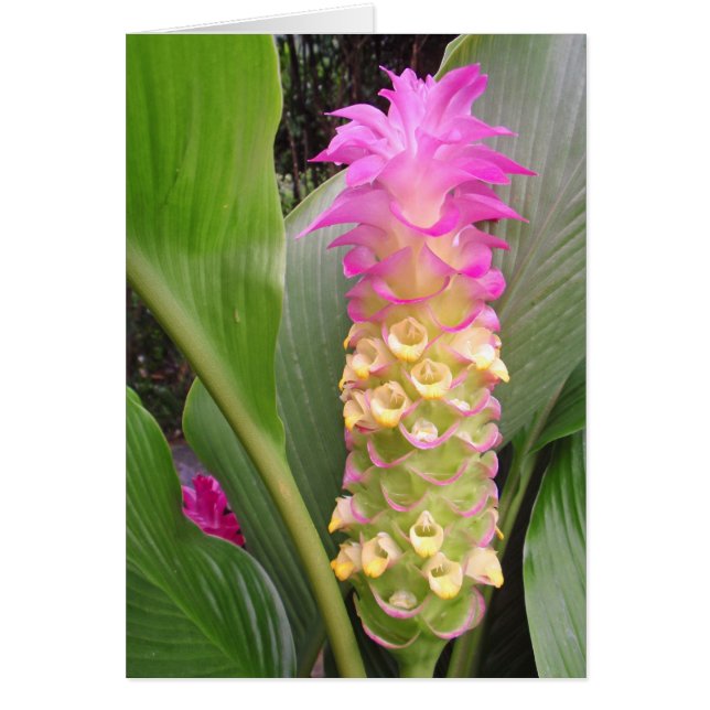 Joya de Tailandia (Frente)