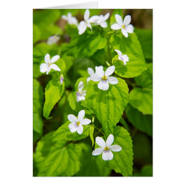 Joyce Kilmer-Slickrock Wilderness (Frente)