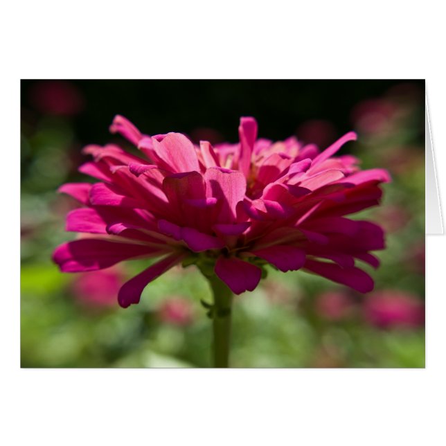 Joyful Zinnia (Anverso (Horizontal))