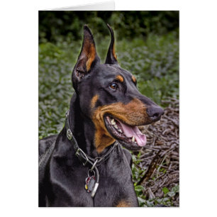 ¡Júbilo del Doberman! Tarjeta