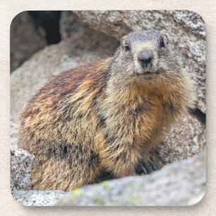Juego de 6 posavasos de Marmota Alpina