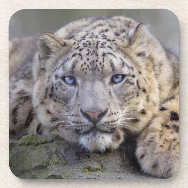 Juego de 6 posavasos de Vishnu Snow Leopard (Frente)