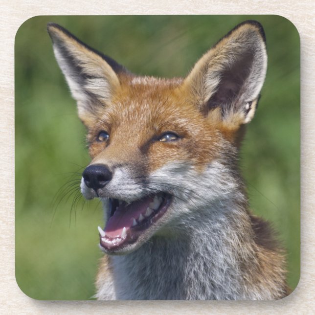 Juego de 6 Posavasos de Zorro Sonriente (Frente)