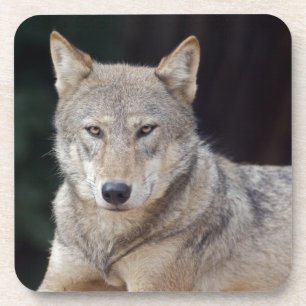 Juego de 6 posavasos Lobo Gris