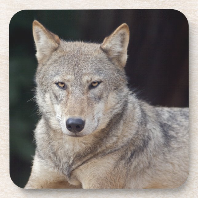 Juego de 6 posavasos Lobo Gris (Frente)