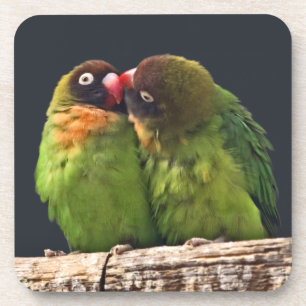 Juego de 6 posavasos Lovebird Kiss