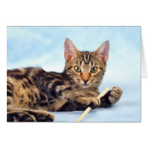 Juego de gatitos de corte