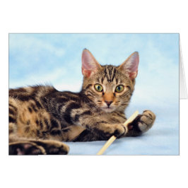 Juego de gatitos de corte