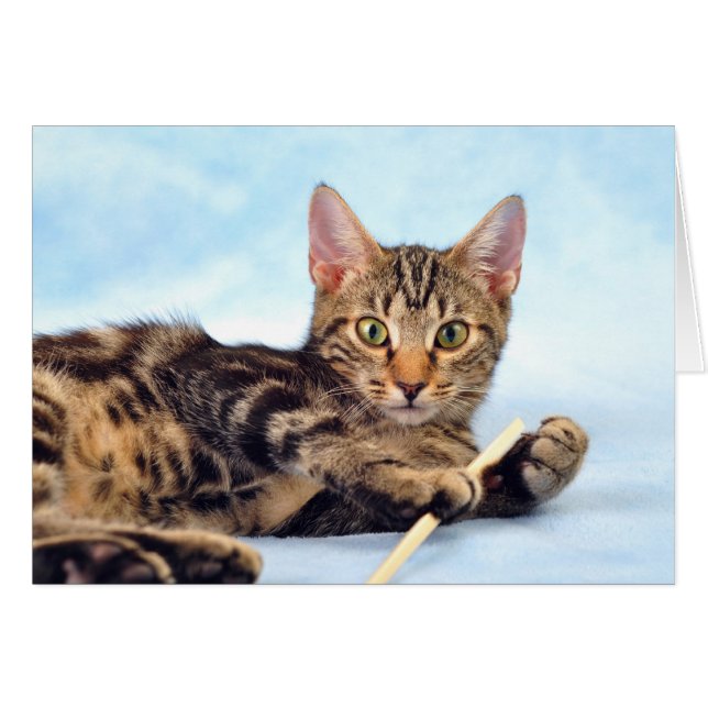 Juego de gatitos de corte (Anverso (Horizontal))