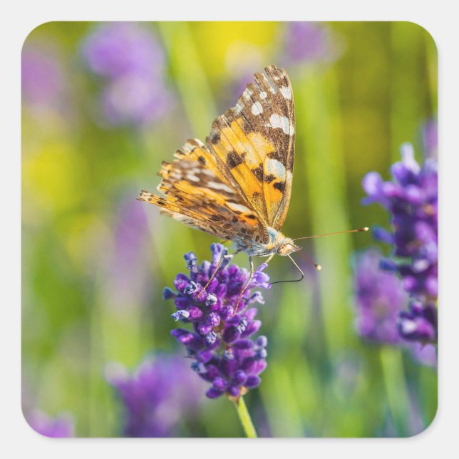 Juego de Pegatinas de mariposa para alimentación (Anverso)
