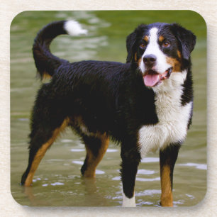 Juego de Posavasos de Cachorro de Mountain Dog de