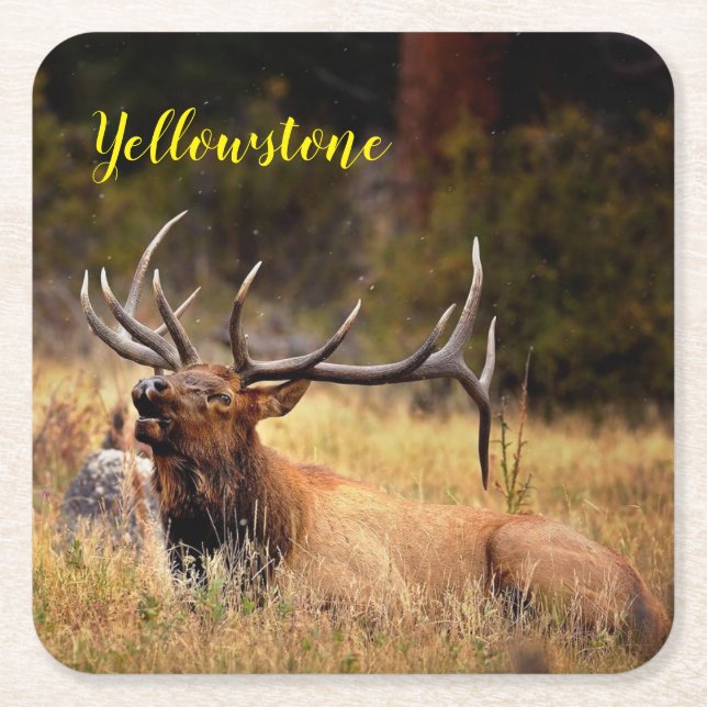 Juego de posavasos de papel - Alce de Yellowstone (Anverso)