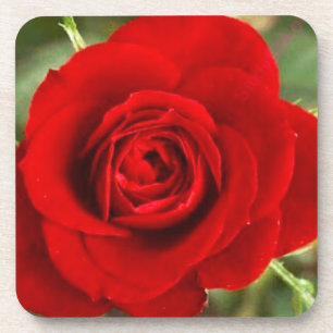 Juego de posavasos de rosa roja
