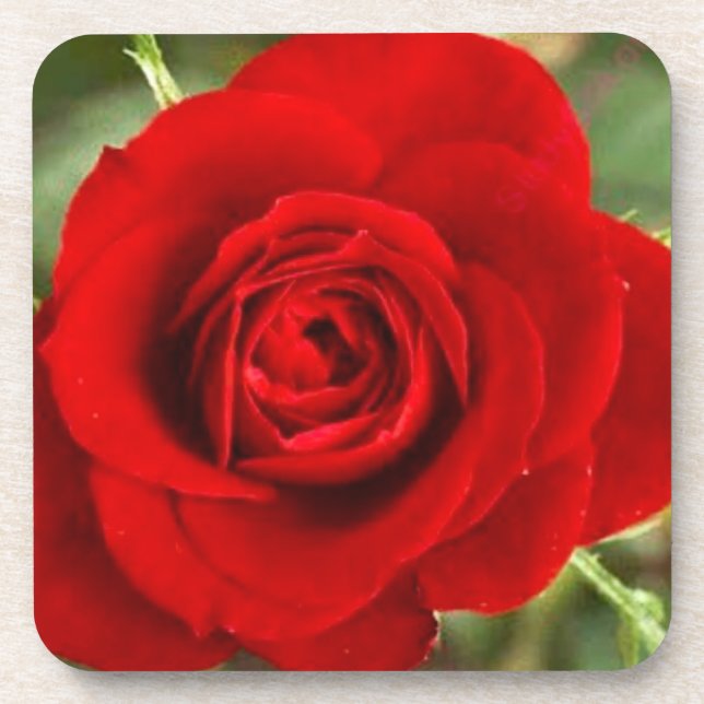 Juego de posavasos de rosa roja (Frente)