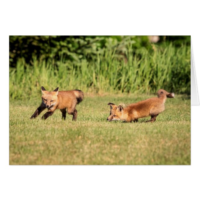 Juego de Red Fox Kits (Anverso (Horizontal))