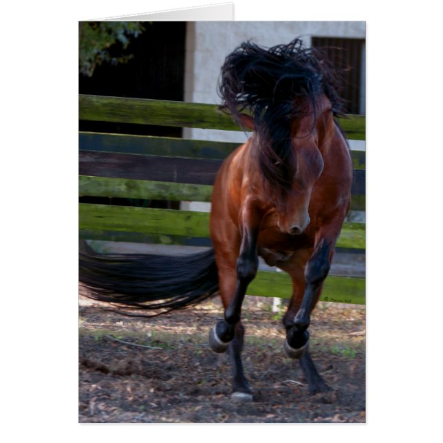 Juego de Stallion (Frente)