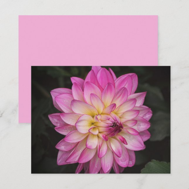 Juego de Tarjetas de Notas de Flor de Dalia Rosa (Anverso / Reverso)