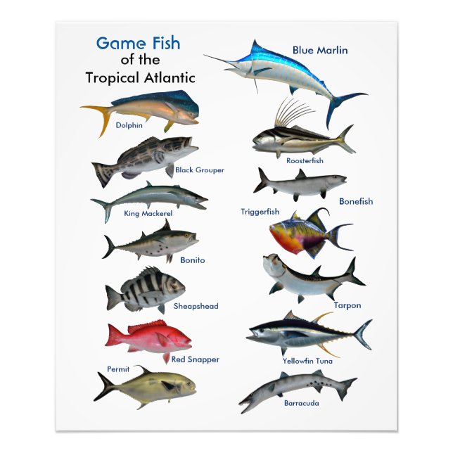 Juego Pescado de la huella de la foto del Atlántic (Frente)
